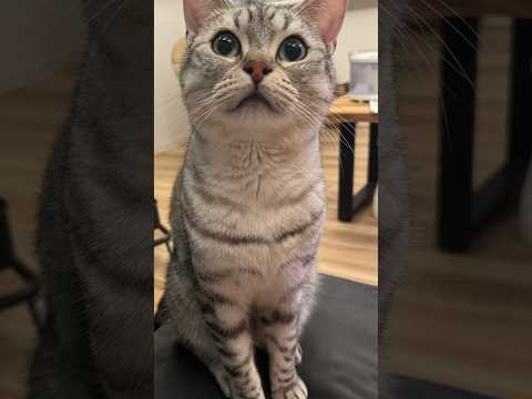 愛猫たちがお出迎えで、テンション爆上げの飼い主たちwww cat 猫