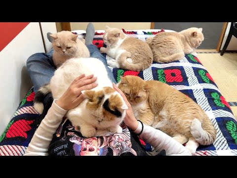 1匹だけ可愛いがってたら、他の猫の嫉妬が想像以上に激しかった サムネイル