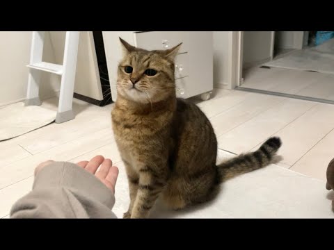 運動音痴のネコパンチが目にも止まらぬパンチだった…