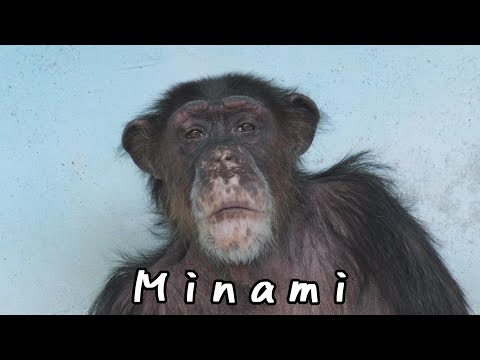 命のぬくもりを求めたチンパンジー、ミナミの現在過去未来　天王寺動物園　チンパンジー　2025012 サムネイル