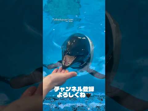 《鳥羽水族館》チャンネル登録者数100万人を目指します❗️✨チャンネル登録してね❤️‍🔥　鳥羽水族館 youtube… サムネイル