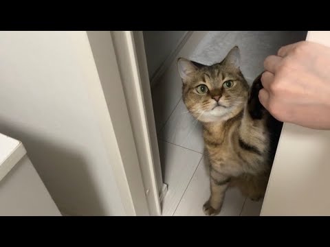 帰宅が遅くなったママに文句を垂れながら猫パンチをお見舞いする猫がこちらです。 サムネイル