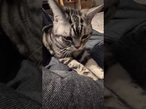 フミフミするアメショーのラッテ アメショ アメリカンショートヘア 猫と暮らす家猫との暮らし猫 サムネイル