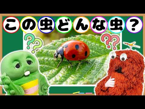 【おうちで虫とり】てんとうむしさんつかまえた！この虫どんな虫？【子供向け】虫 知育 いきもの 昆虫 虫取り サムネイル