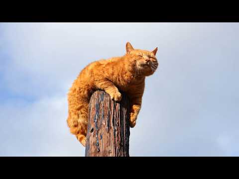 てっぺんの麦茶　260415 サムネイル