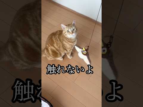 触れないよ ねこ cat アメショ おもちゃ 鳥 うめ サムネイル