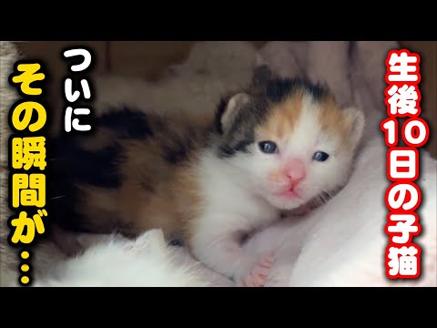 生後10日目の子猫がついに開眼しました サムネイル