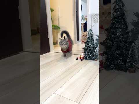 Christmas Cats Following Their Owner🎄#shorts #cat #cats #cu… サムネイル