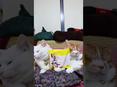 豊酪　260109　のせ猫　 cat cute ねこ　 ネコ　 猫のいる暮らし　 シャトレーゼ　 cutecat　 猫… サムネイル