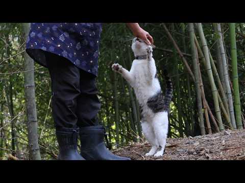 さばじろう散歩　Walk with the cat　260413 サムネイル