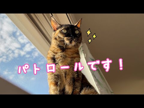 いいお天気の日のお昼の猫たち！ サムネイル