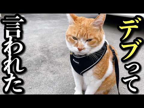 【1週間Vlog】食べすぎた猫と私の7日間ダイエット サムネイル