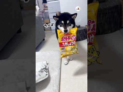 一緒に食べよ〜！｜PECO サムネイル