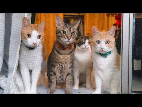 猫たちがすっごい集まってきた…。