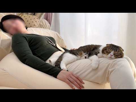 遊びに来たはずの妹が急に寝落ちたら甘えん坊猫がこうなっていました…w サムネイル