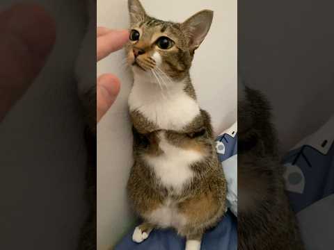 Tutu isn’t standing on my bed — she’s standing in my heart.