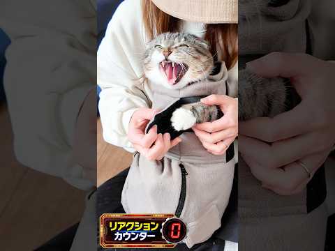 強力な保定グッズvs爪切り嫌いな猫がバトルした結果🤣🤣🤣 猫 サムネイル