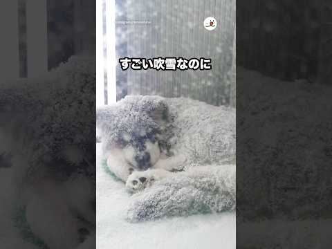 すごい吹雪なのに🥶｜PECO サムネイル