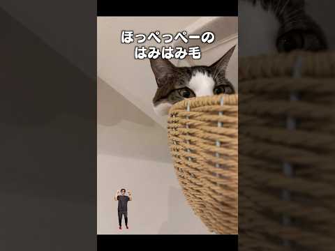 「ほっぺのはみ毛」猫あるある|フルはApple Musicほか音楽アプリへ サムネイル