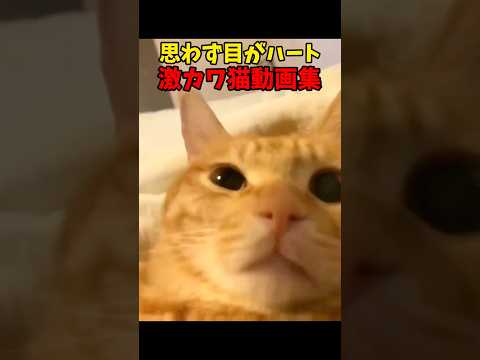😍😍😍 猫 cat cats cute サムネイル