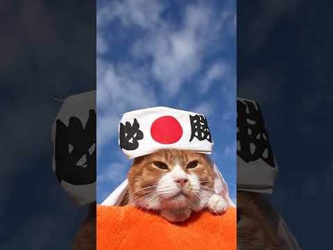 必勝　のせ猫　260121　のせ猫　必勝　 cat cute cutecat　 pets ネコ funny　 anim… サムネイル