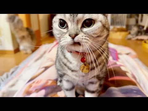 年越しふみふみ。 サムネイル