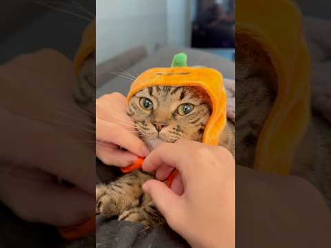 我が家の猫が可愛すぎる件...笑 cat 猫 サムネイル