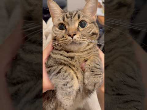 もふもふすぎる猫、可愛すぎて無理www cat 猫 サムネイル