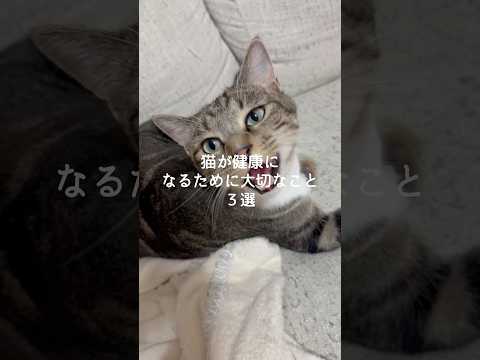 猫が健康になるために大切なこと3選 猫 ねこ 猫のいる暮らし 保護猫 猫好きさんと繋がりたい ねこ動画 雑学 豆知識… サムネイル