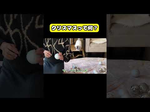クリスマスって何？猫 おもしろ アテレコ ニャンチューバーつくし サムネイル