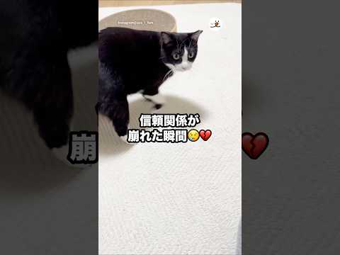 信頼関係が崩れた瞬間😢💔｜PECO サムネイル