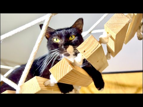 99%が5分で眠くなる😴 ｜猫×水の音｜Deep Relax｜Cat Purring & Wooden Balls、？… サムネイル