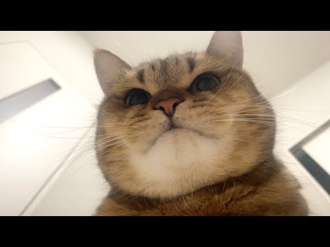 下から見上げるとめっちゃクマさんみたいなネッコ サムネイル