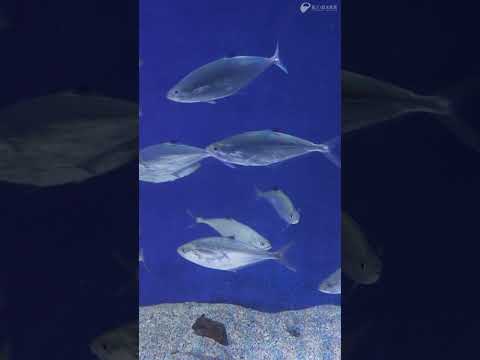 イケカツオ サムネイル