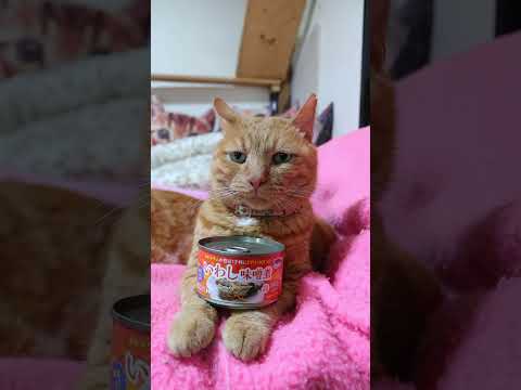 いわし味噌煮缶 261011 cat のせ猫 cute ねこ 猫のいる暮らし いわし味噌煮缶