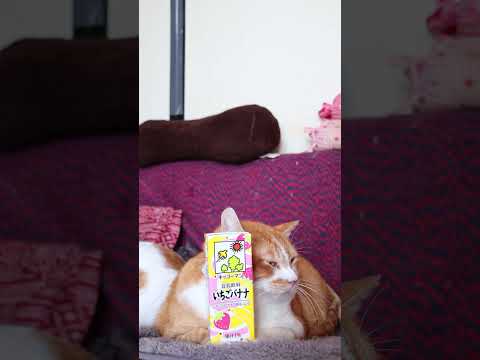 キッコーマン 豆乳飲料 いちごバナナ　260602　 cat のせ猫 cute　 キッコーマン cutecat 豆乳飲… サムネイル