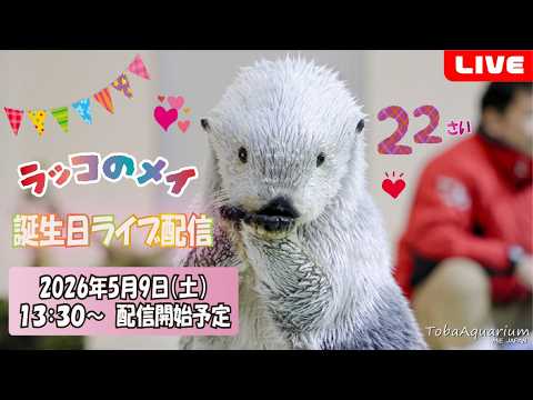 《鳥羽水族館》ラッコ「メイ」㊗22歳！誕生日ライブ配信