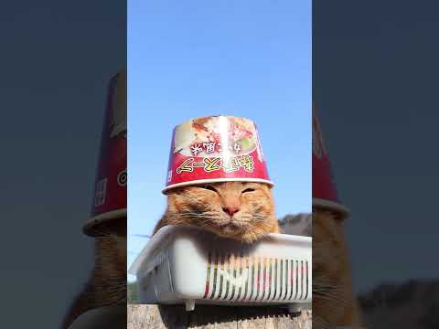 春雨スープ かに風味　260409　のせ猫　 cat　 cute　 ネコ　 猫のいる暮らし　 ねこ　 cutecat… サムネイル