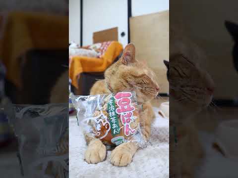 豆ぱん　宇治抹茶あん　260416　のせ猫　 cat　 cute　 kitten　 ねこ　 cutecat　 ネコ… サムネイル