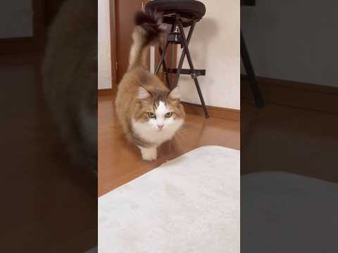 秀吉〜