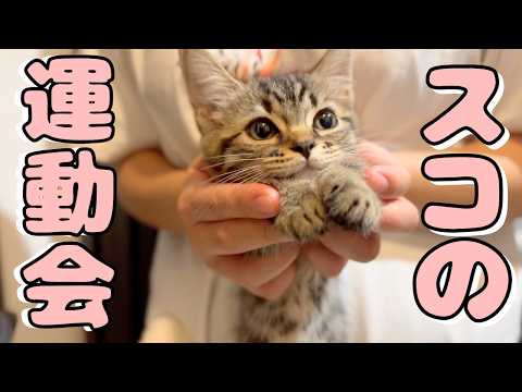 【天使】大暴れするスコの子猫がマジでかわいい... cat 猫