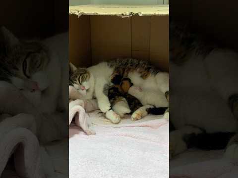 【生後0日】授乳中の子猫