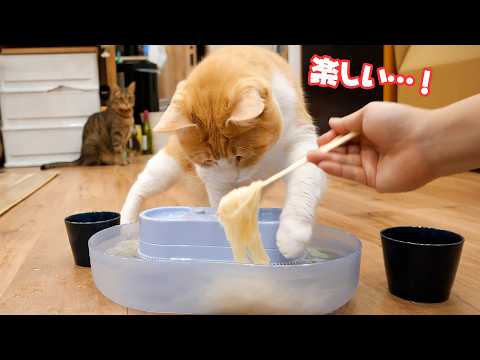 飼い主と一緒に流しそうめんを楽しみすぎる猫たちが可愛すぎましたwww サムネイル
