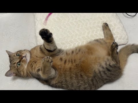 愛猫がここまでコロコロのポテポテになってしまっています… サムネイル