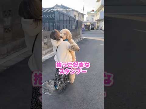 スタンダードプードルの抱っこ|PECO