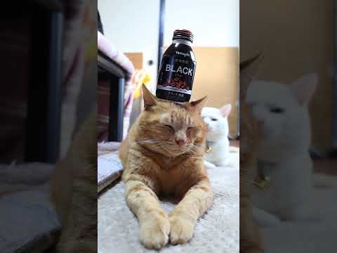 山崎製パン 炭焼珈琲ブラック無糖　260314　のせ猫　 cat　 cute　 kitty　 ねこ　 猫のいる暮らし… サムネイル