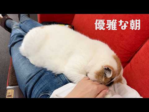 【モーニングルーティン】猫たちに甘えられる母の優雅な朝 サムネイル