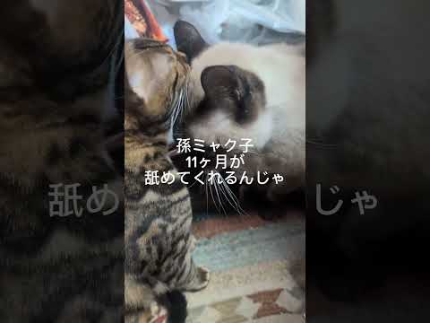ベンガル猫シャム猫shorts funny catkitten 猫ミャク子ガッツ サムネイル