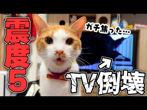 深夜の大きな地震で猫たちが大パニックになってしまいました。