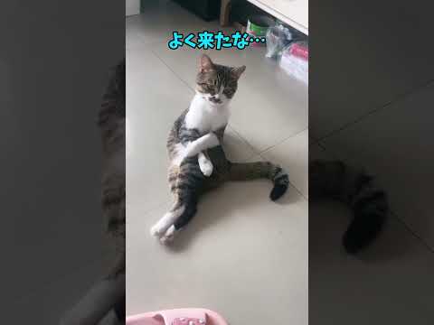 猫、秒であなたを虜にする